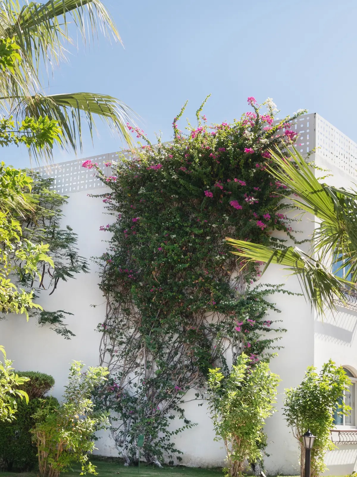White villa wall with pink bougainvillea and palms, like the DAMAC Hills 2 villas we automate