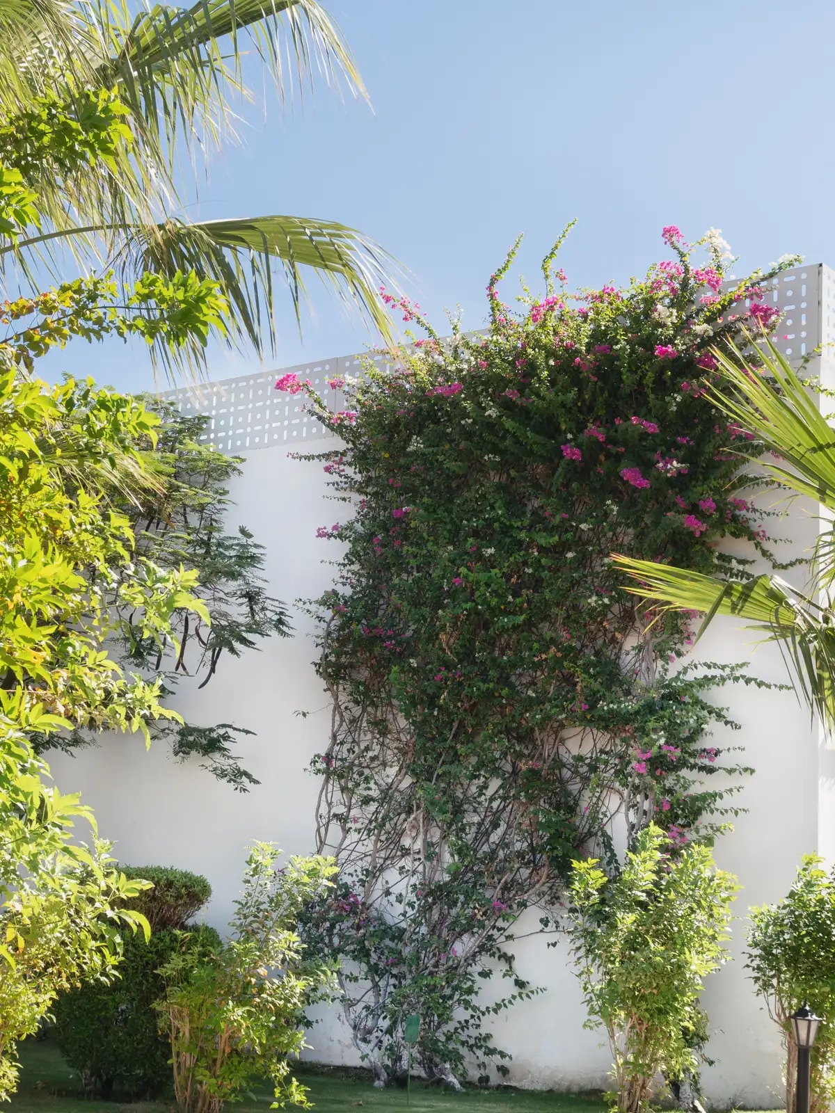 White villa wall with bougainvillea and palms, like the older Jumeirah 2 villas we automate