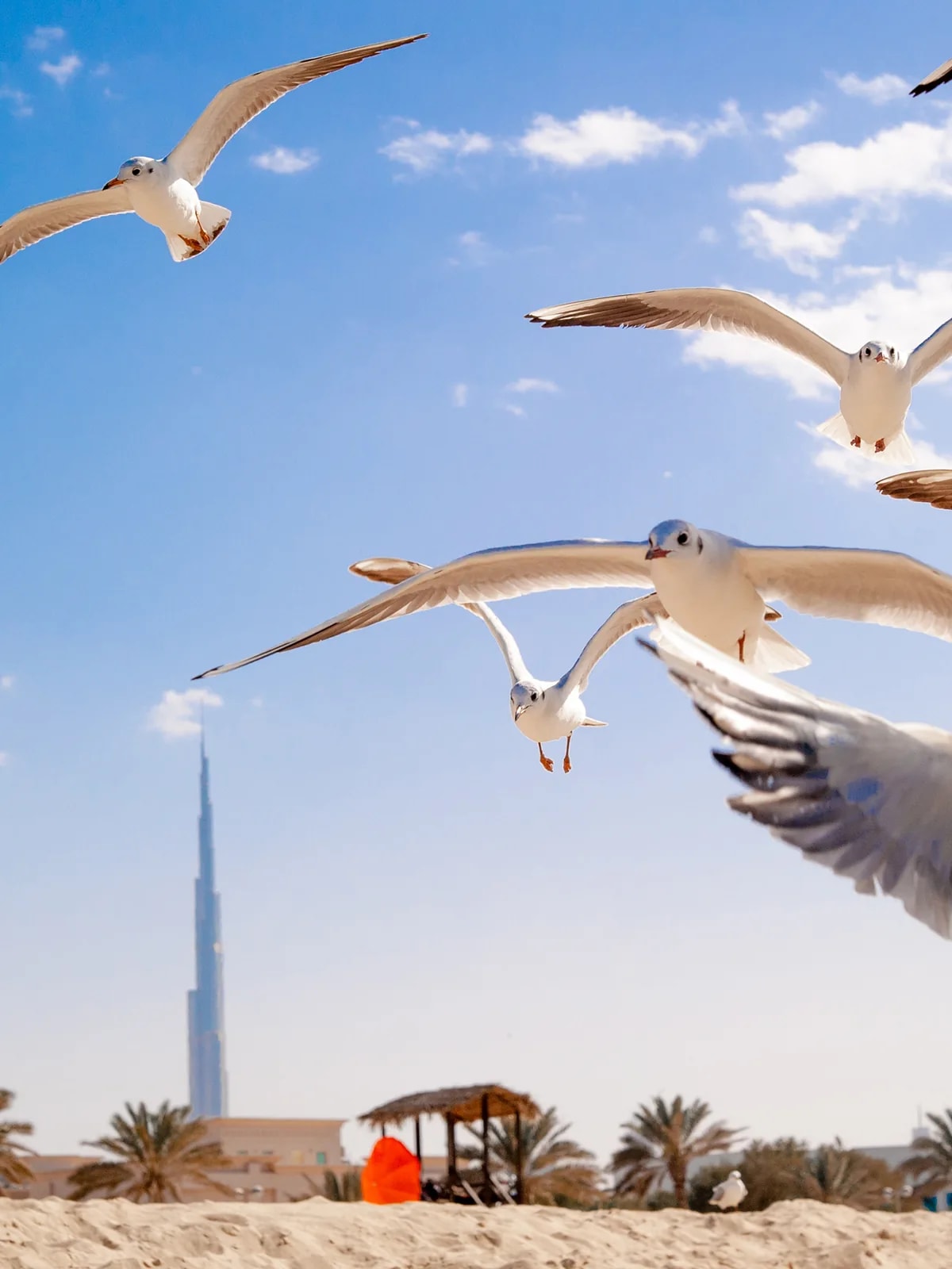 Seagulls over a Dubai beach with Burj Khalifa far behind, a short drive from the Jumeirah 3 villas we automate