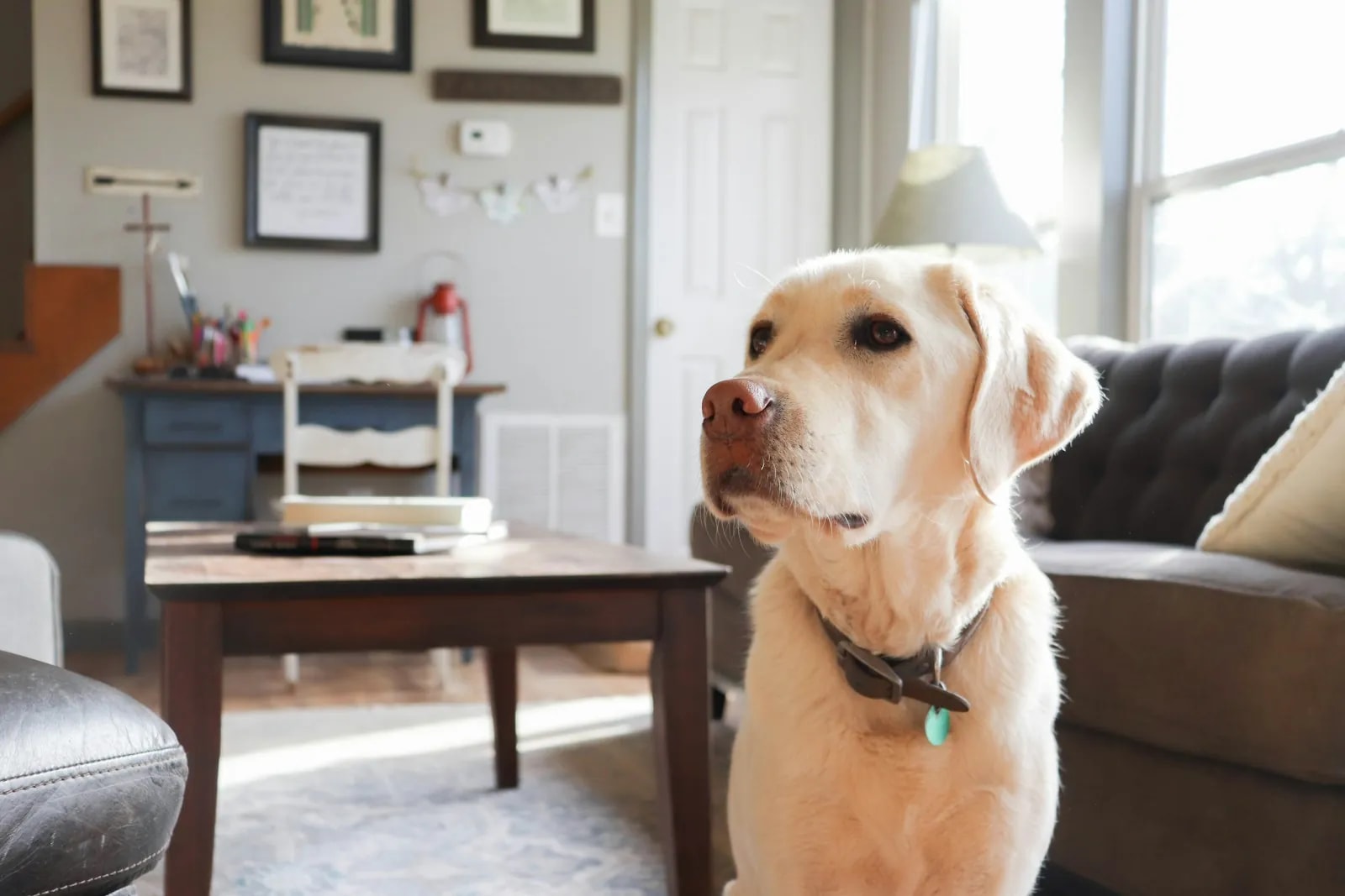 Smart Home for Pet Owners in Dubai (2026): Keep Them Cool, Safe and Fed