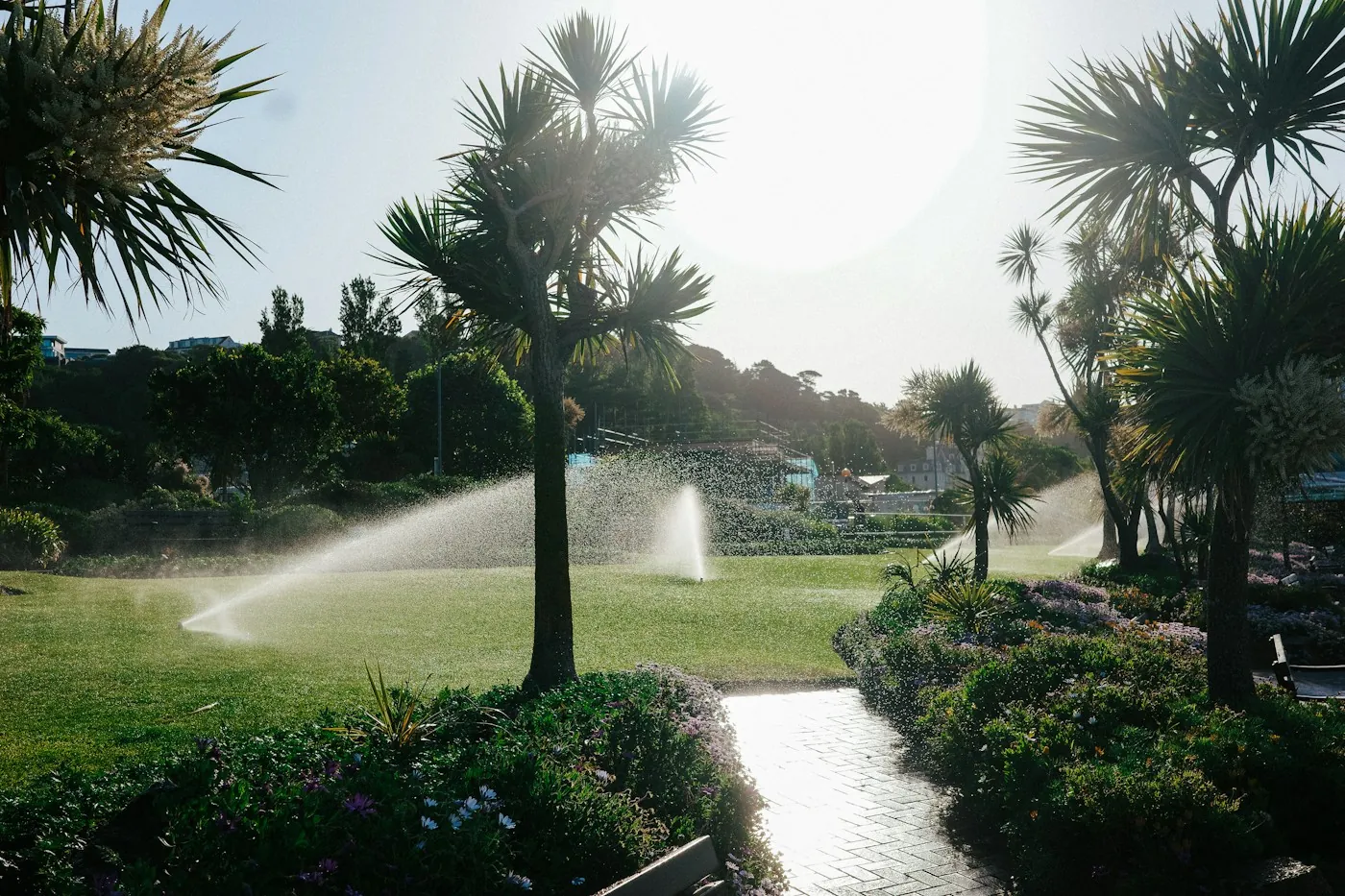 Automatic sprinklers watering a green lawn lined with palm trees in bright sunshine